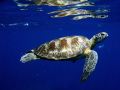   turtle Similan islands  
